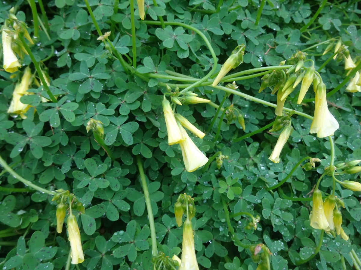 Oxalis pes-caprae (Oxalidaceae)